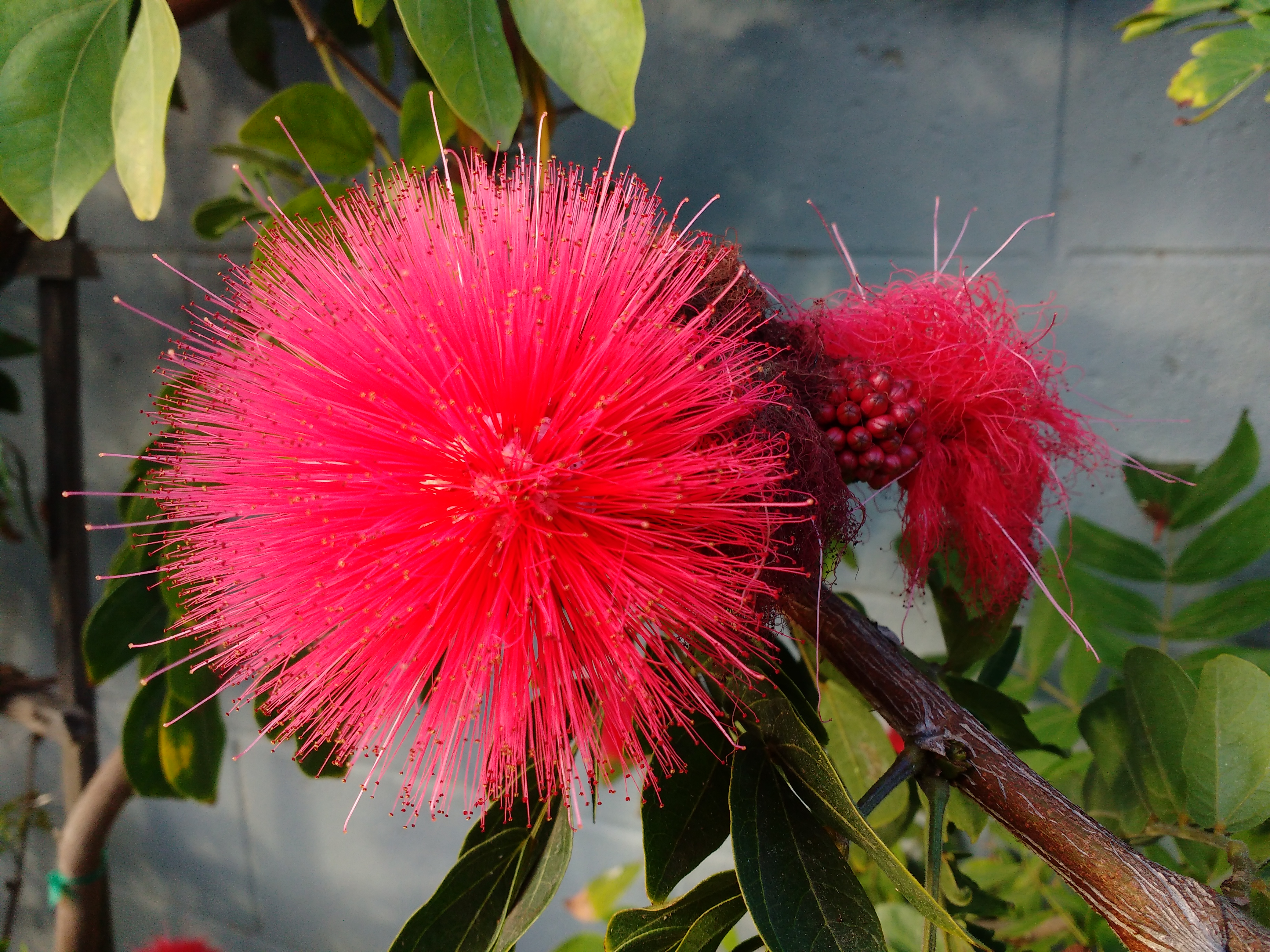 pink flower